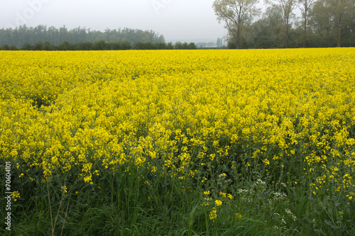 View of a beautiful field of bright yellow canola or rapeseed © mayabuns