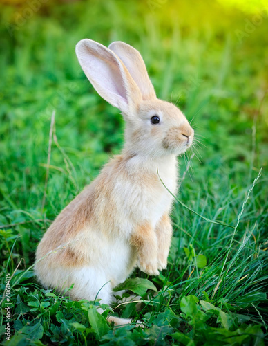 фотографія Little rabbit standing on hind legs in the grass
