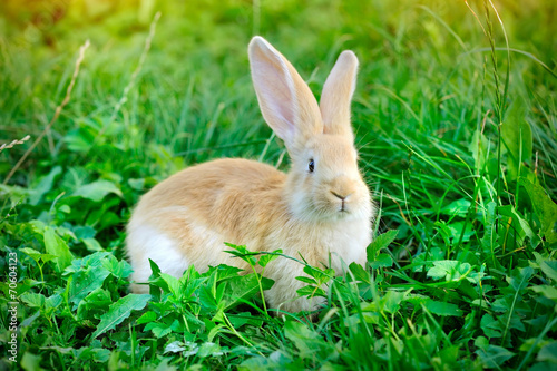 Little rabbit in green grass © nmelnychuk