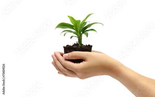 holding green plant in the hand