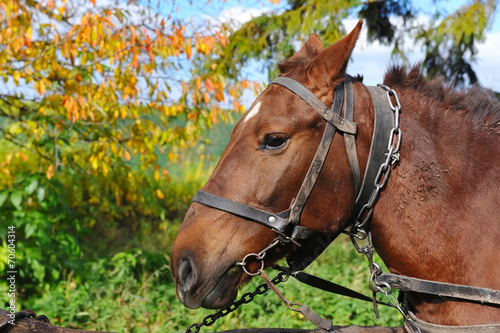 Horse is with the old trappings of autumn sunny day © nmelnychuk