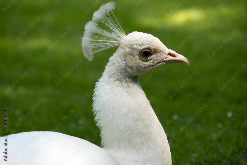 Fototapeta premium White peacock
