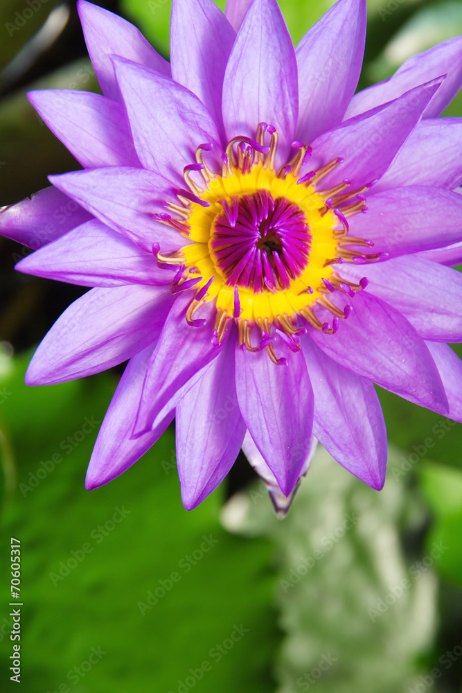 Pink Lotus Flower close-up Pink Lotus Flower close-up