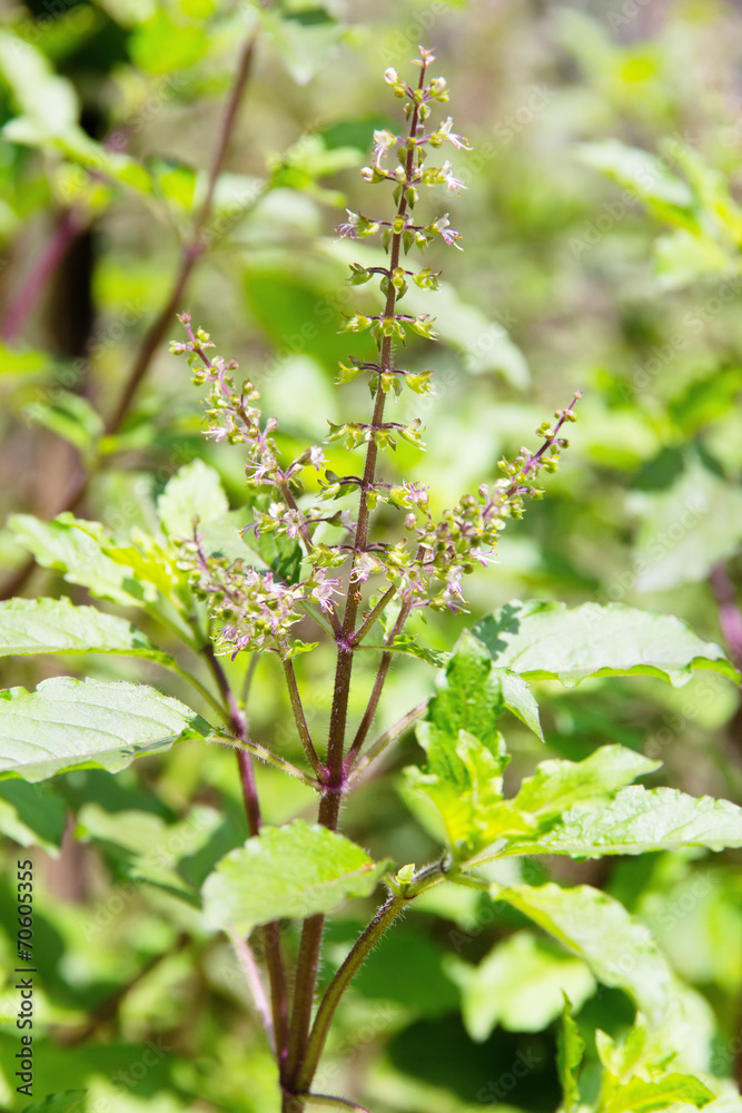 Fresh basil flower plant Fresh basil flower plant