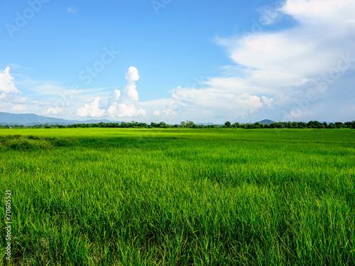 rice field landscape
