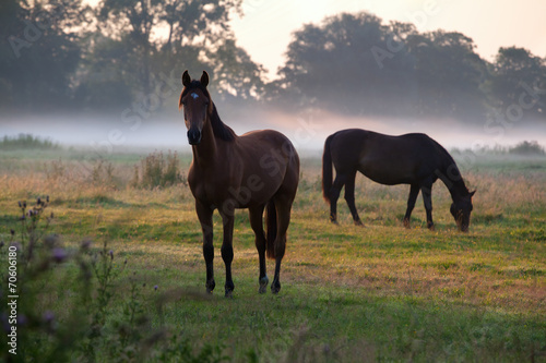 horses grazing on pasture at sunrise