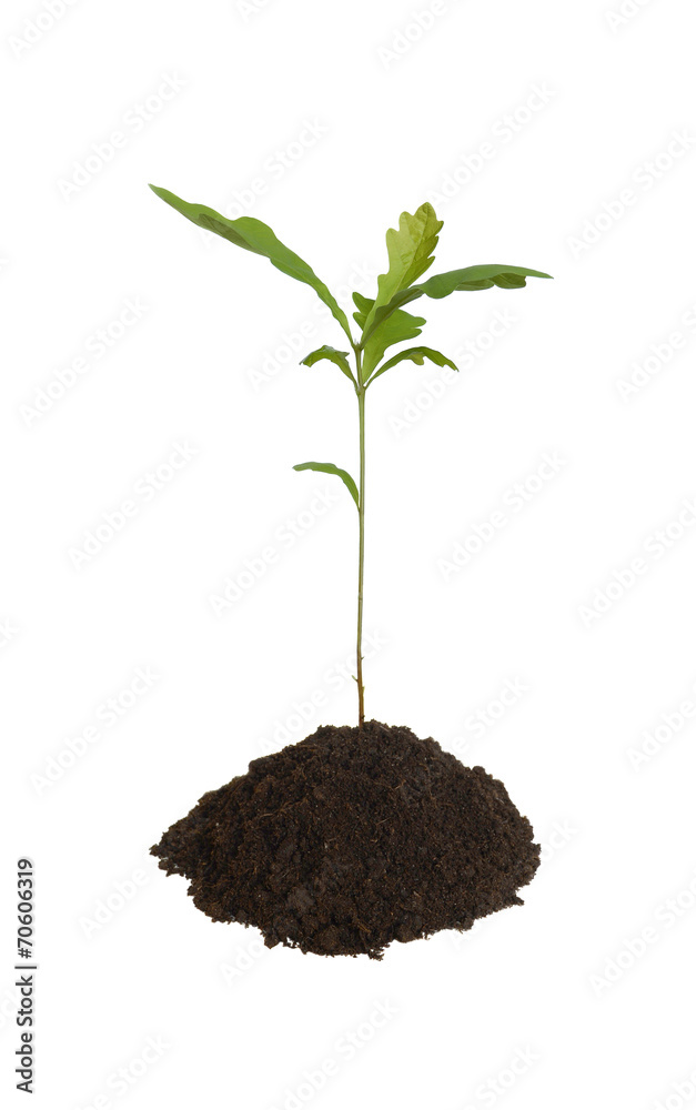 Young oak. Young oak.
