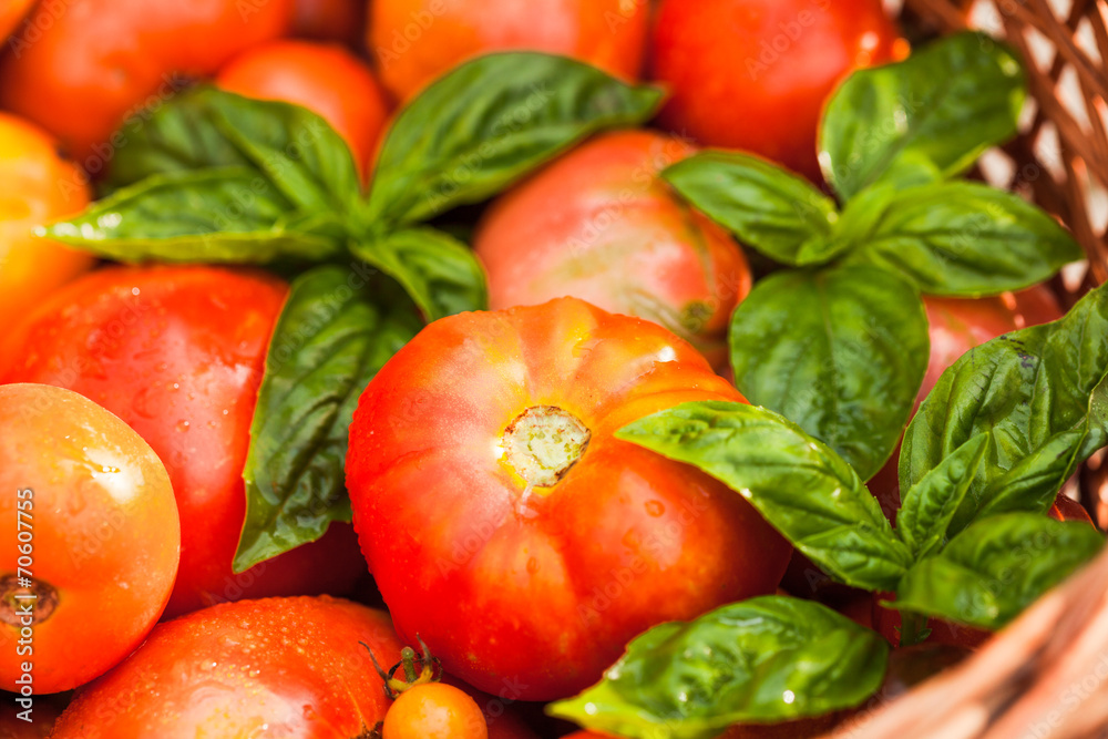 Fototapeta premium Farm tomatoes