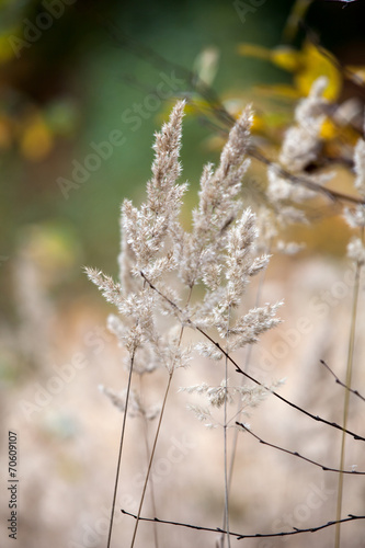 the autumnal impression - dry leaves of the grass