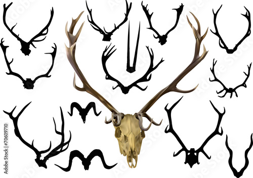 collection of fourteen antler and horns