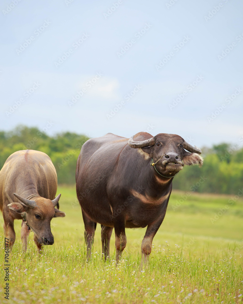 Water buffalo standing on green grass and looking to a camera Water buffalo standing on green grass and looking to a camera