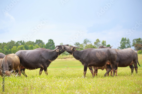 Water buffalo fighting in green grass
