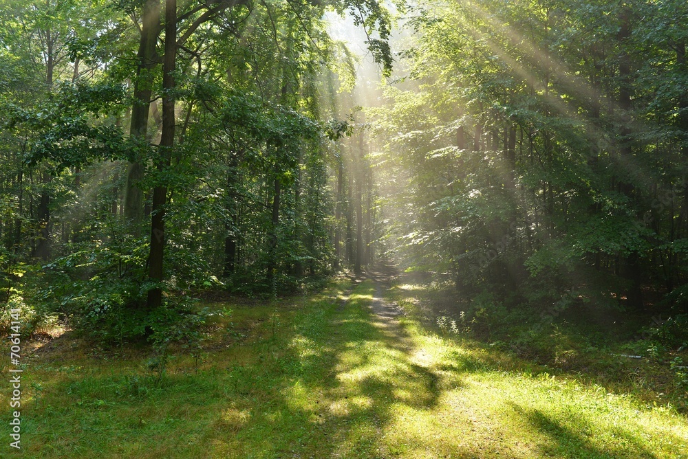 Obraz premium forest