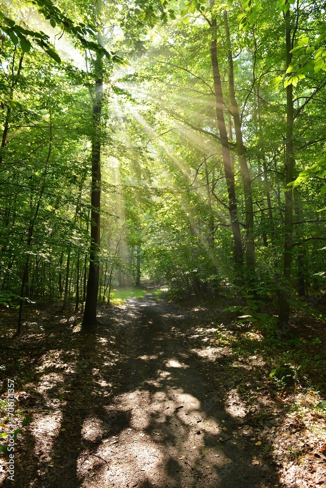 Fototapeta premium forest