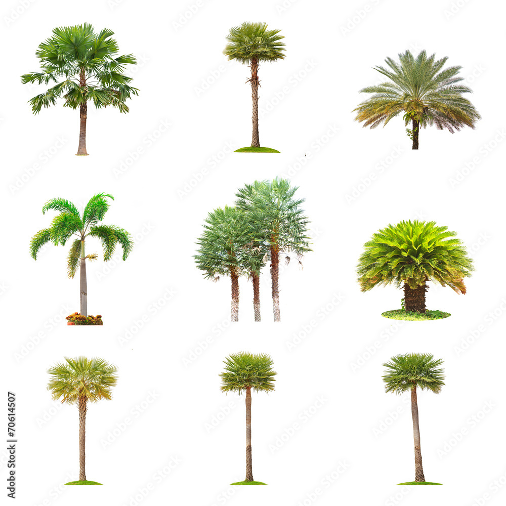 Fototapeta premium Conlection of palm tree isolated on white background