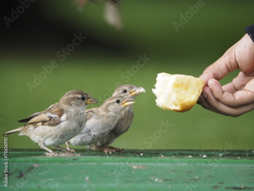 Pajaros comiendo pan de la mano de un niño photo