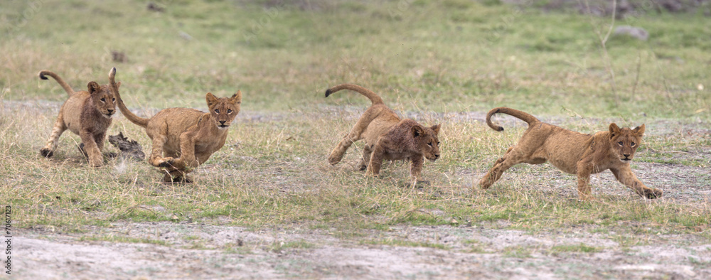 Fototapeta premium Wild lion cubs playing