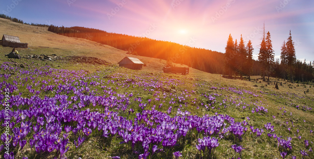 Magic carpet spring crocuses