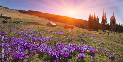Obraz na płótnie Magic carpet spring crocuses w salonie