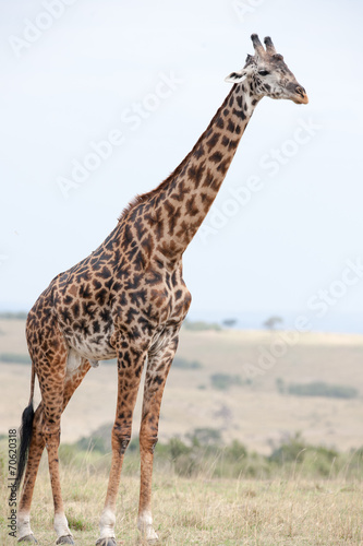 giraffe