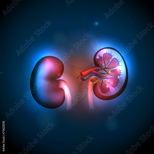 Kidneys anatomy illustration, abstract blue background. photo