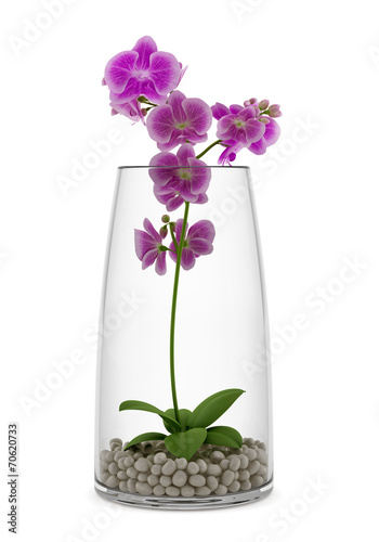 Fototapeta Naklejka Na Ścianę i Meble -  purple orchid flower in glass vase isolated on white background
