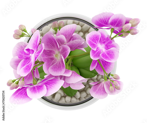 Fototapeta Naklejka Na Ścianę i Meble -  top view of purple orchid flower in glass vase isolated on white
