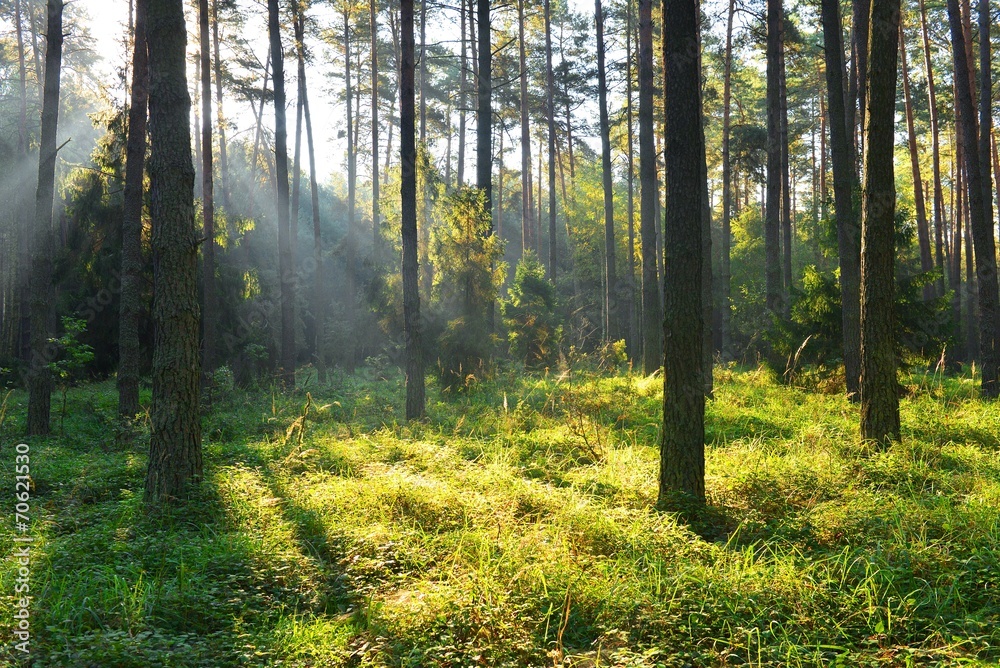 forest forest