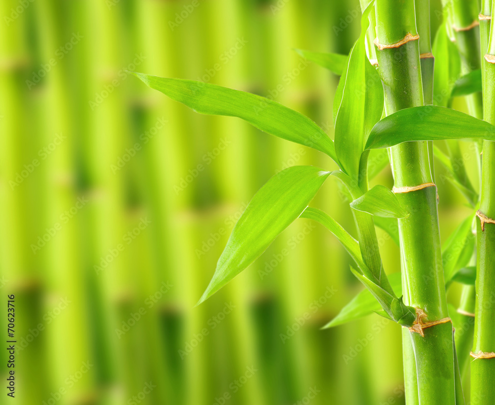Fototapeta premium Bamboo background with copy space