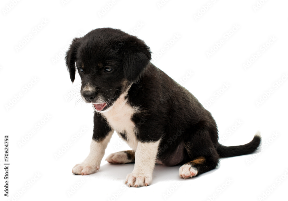 puppy isolated puppy isolated
