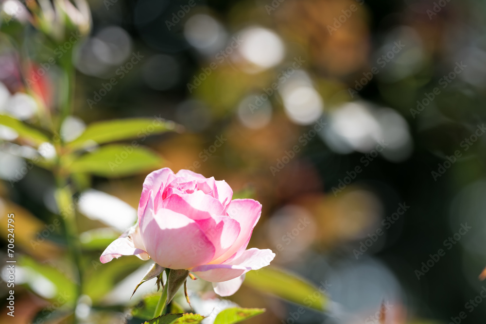 Obraz premium 薔薇