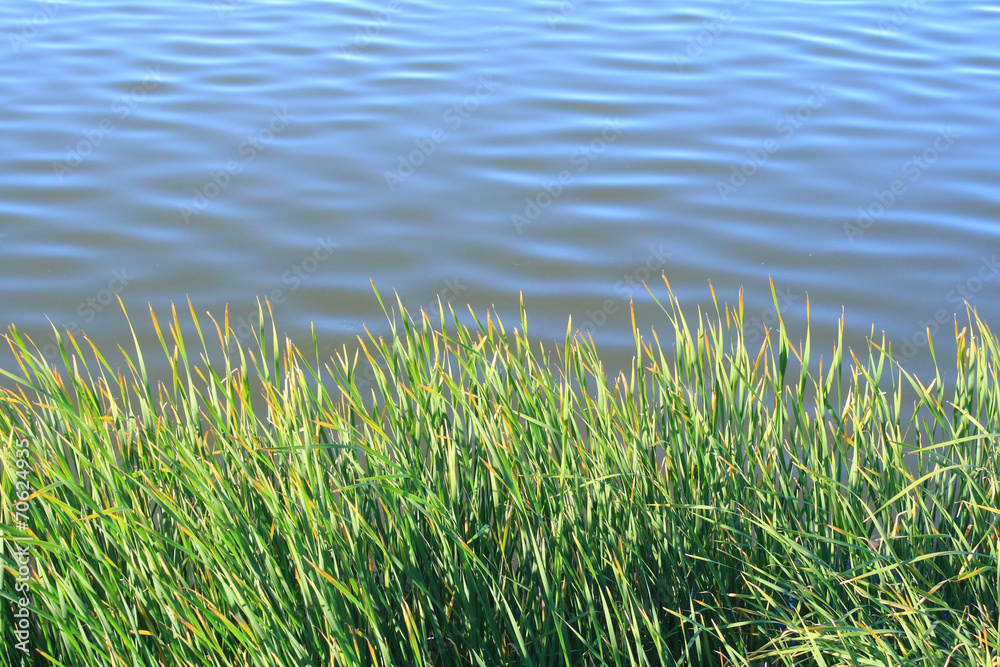 Grass and water Grass and water