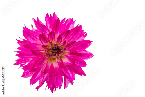 beautiful pink dahlia