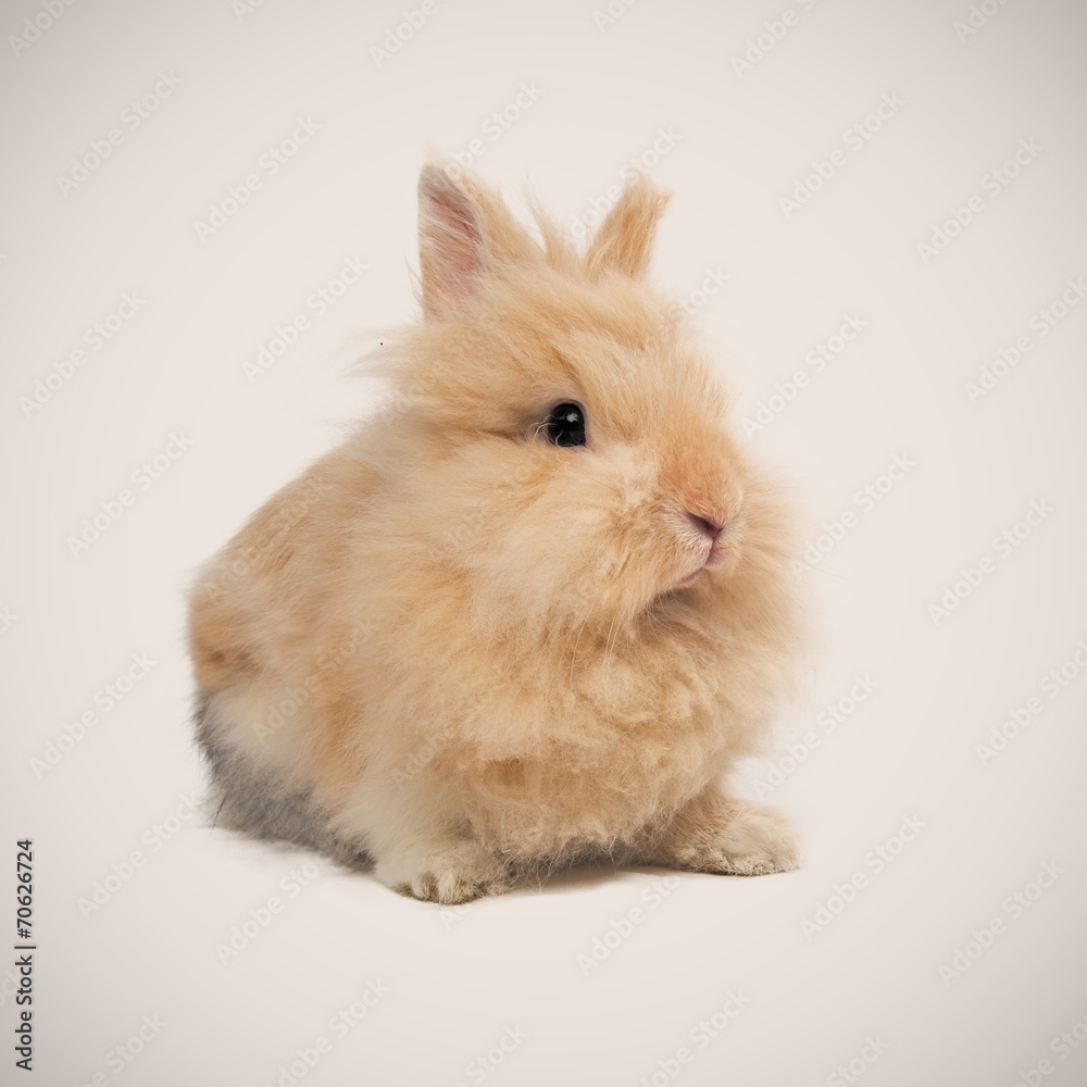 Adorable bunny