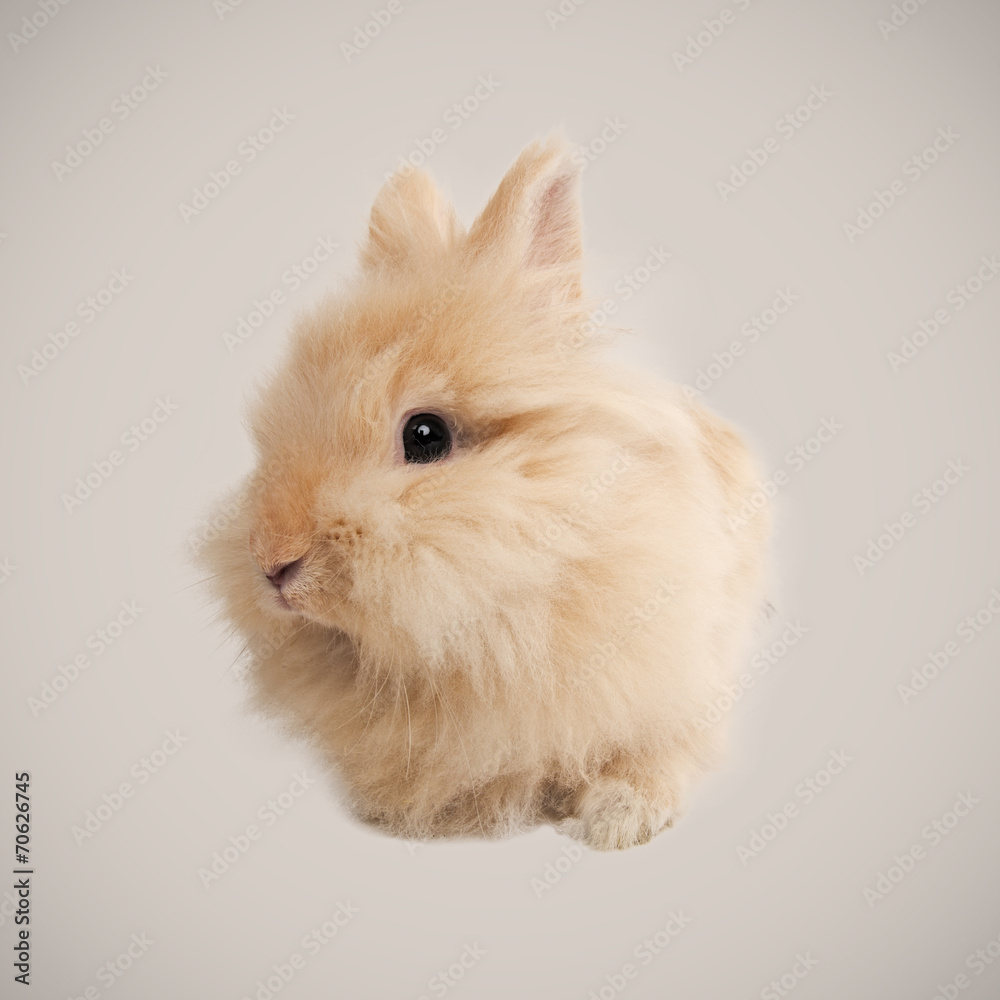 Adorable bunny Adorable bunny