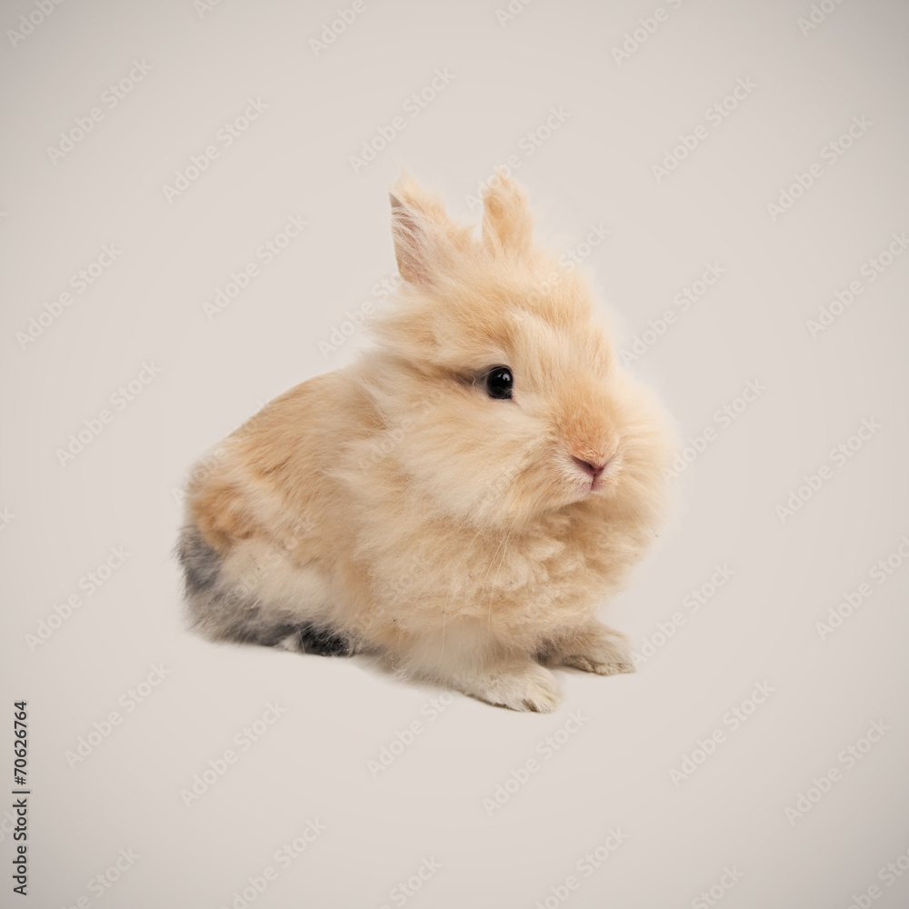 Adorable bunny Adorable bunny