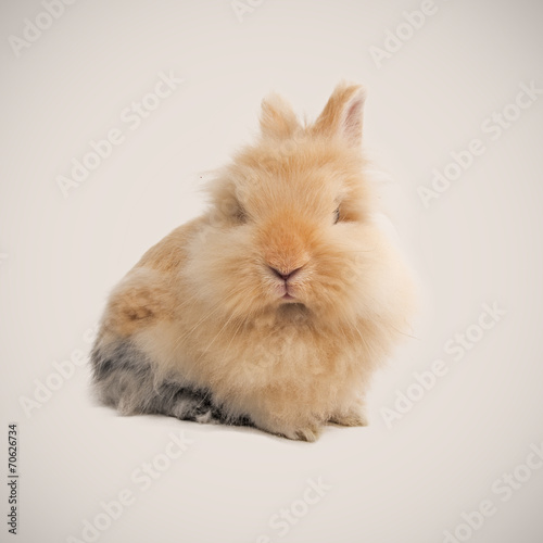 Adorable bunny © Stefan Andronache