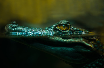 Handdoek met foto Krokodil Alligator van zeer dichtbij  © kirpad
