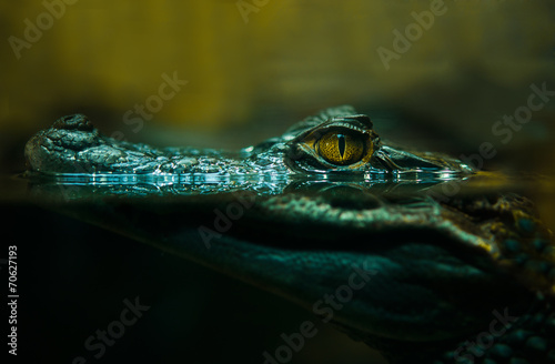 Vászonkép crocodile alligator close up