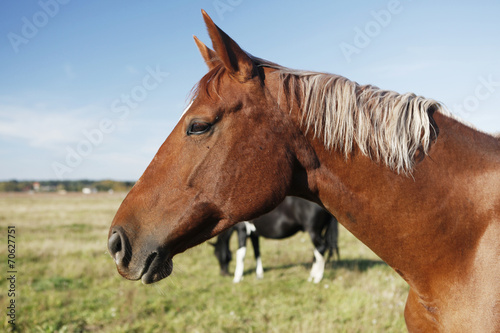 Fototapeta Naklejka Na Ścianę i Meble -  brown horse head