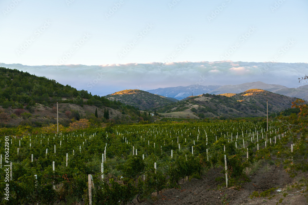vineyard at the foot of the mountain