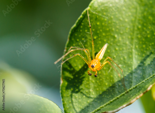 Yellow Spider on a leaf © sarayuth3390