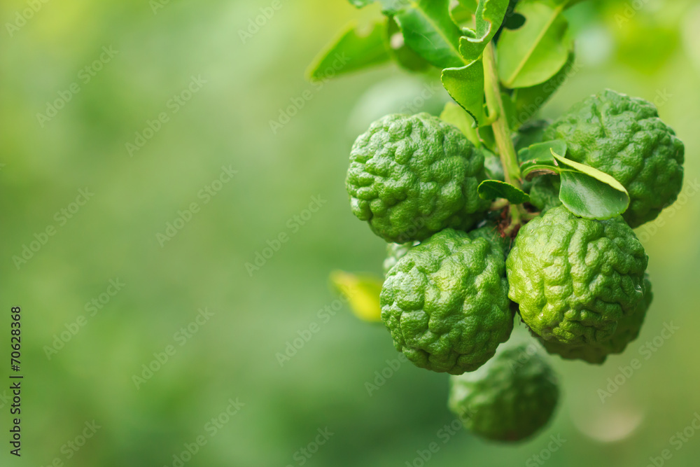 close up bergamot on tree close up bergamot on tree