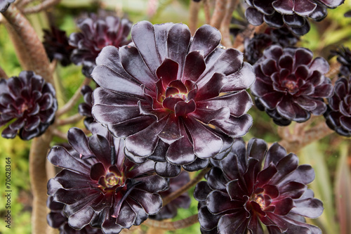 Fototapeta Naklejka Na Ścianę i Meble -  Aeonium Zwartkop