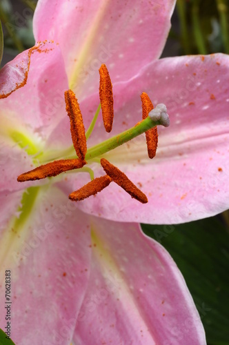 Macro of pink lily photo