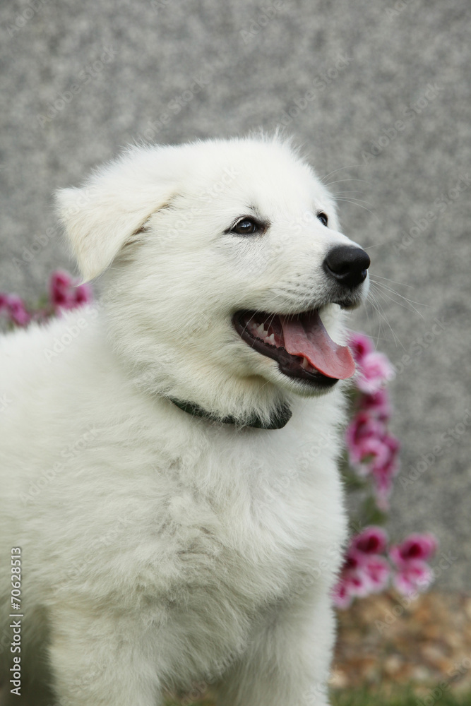 Beautiful puppy of White Swiss Shepherd Dog standing