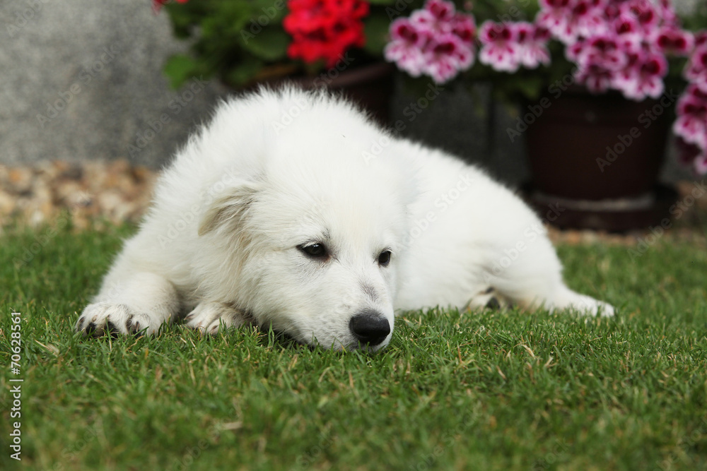 Beautiful puppy of White Swiss Shepherd Dog lying