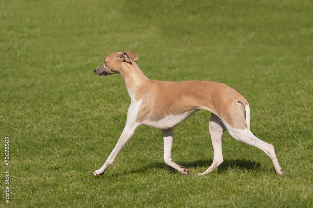 elegant greyhound pacing