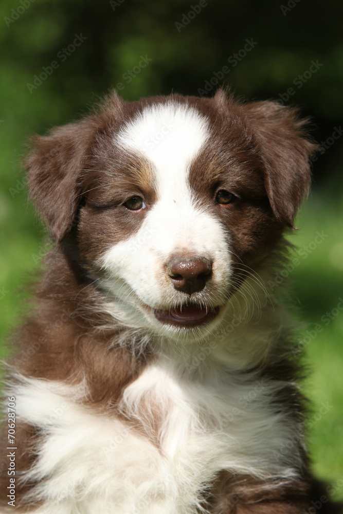 Portrait of amazing australian shepherd puppy