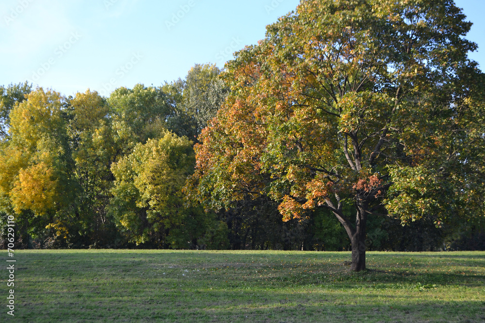 Autumn park